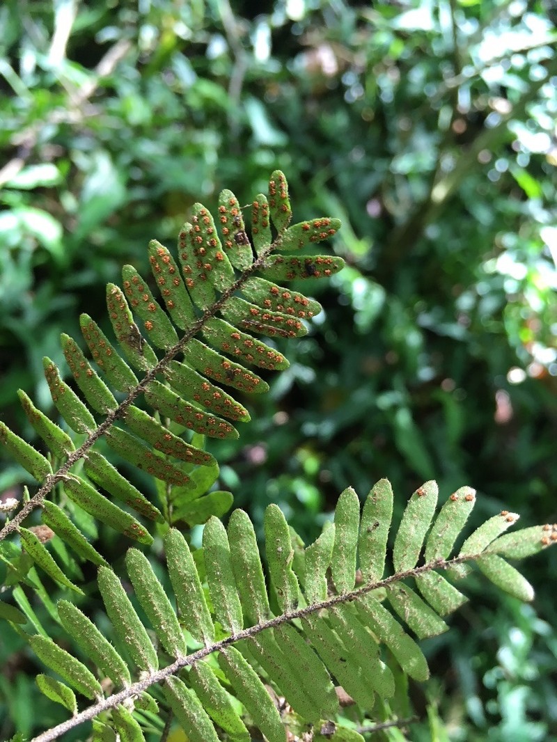 Pleopeltis polypodioides var. polypodioides