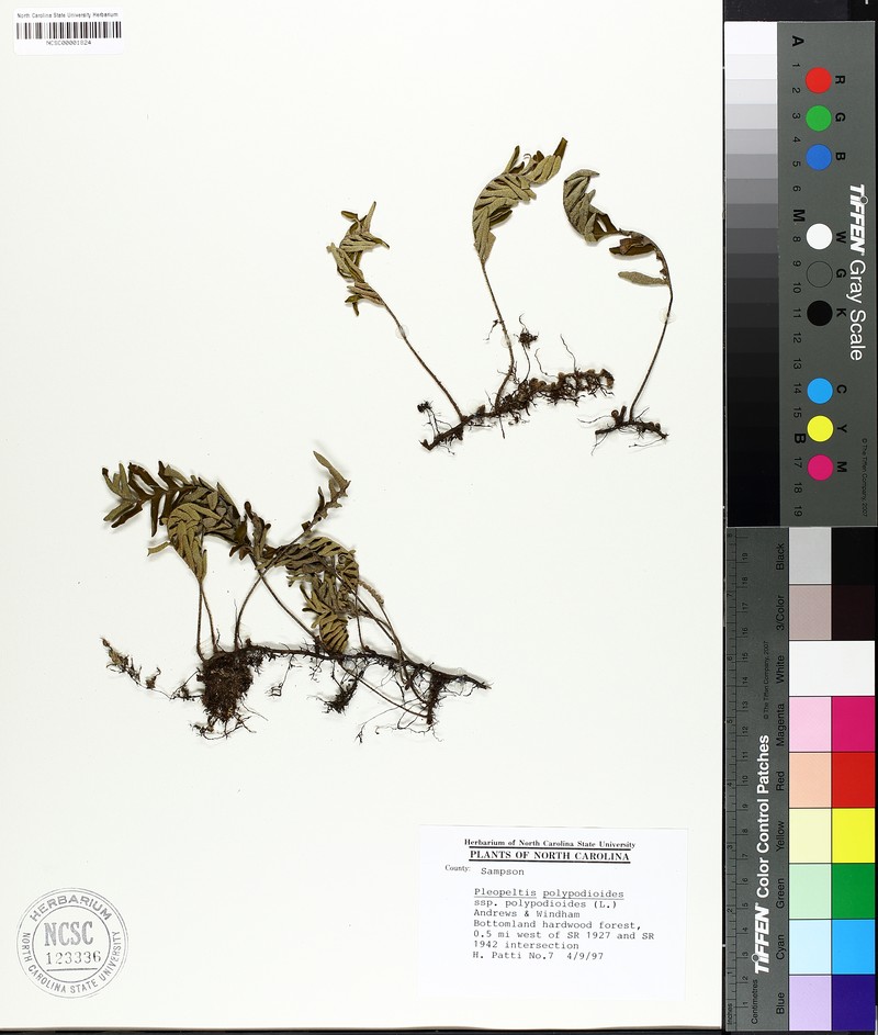 Pleopeltis polypodioides var. polypodioides photo 2