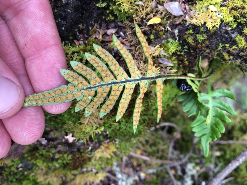 Pleopeltis pycnocarpa