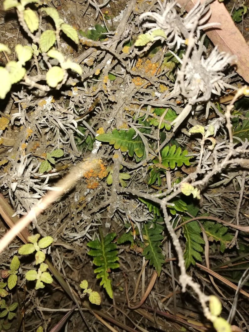 Pleopeltis pycnocarpa photo 4