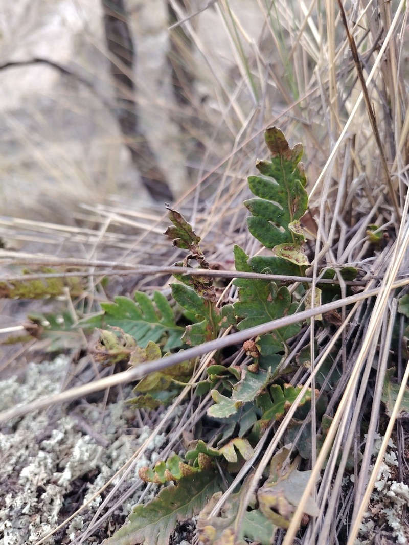 Pleopeltis pycnocarpa photo 5
