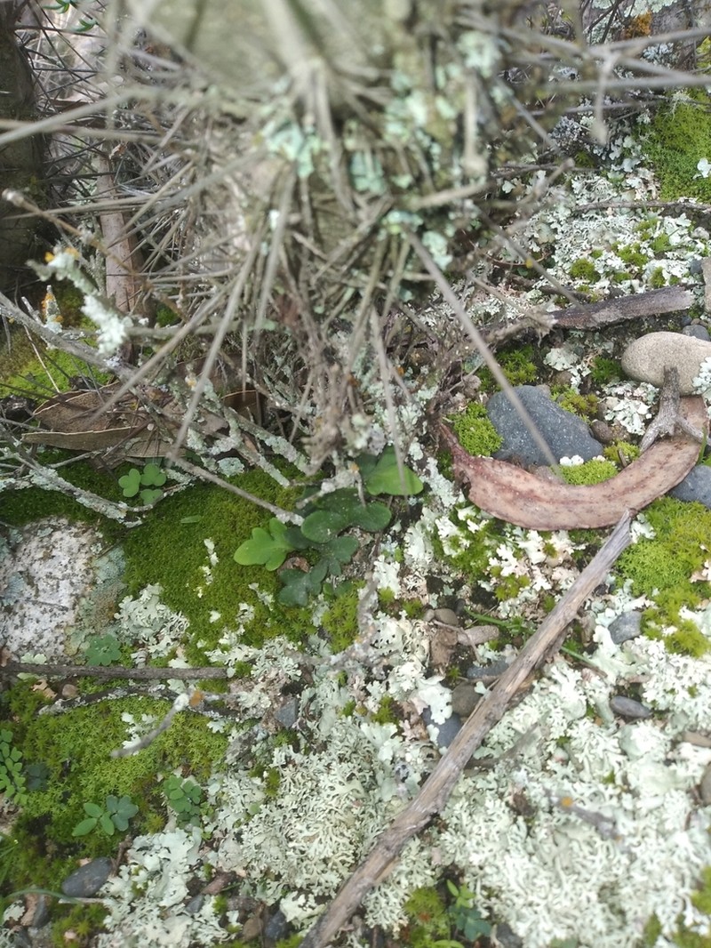 Pleopeltis pycnocarpa photo 8
