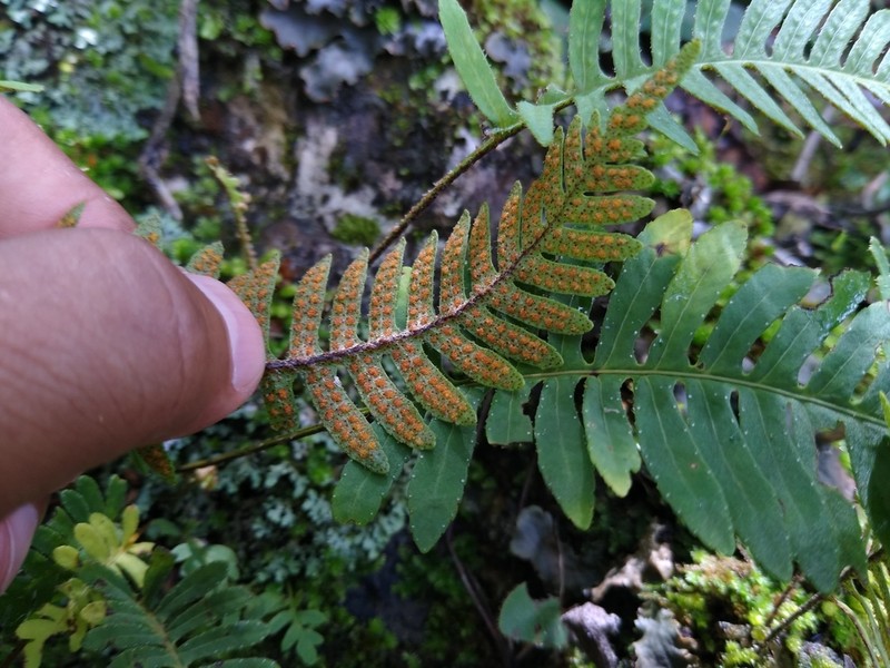 Pleopeltis remota
