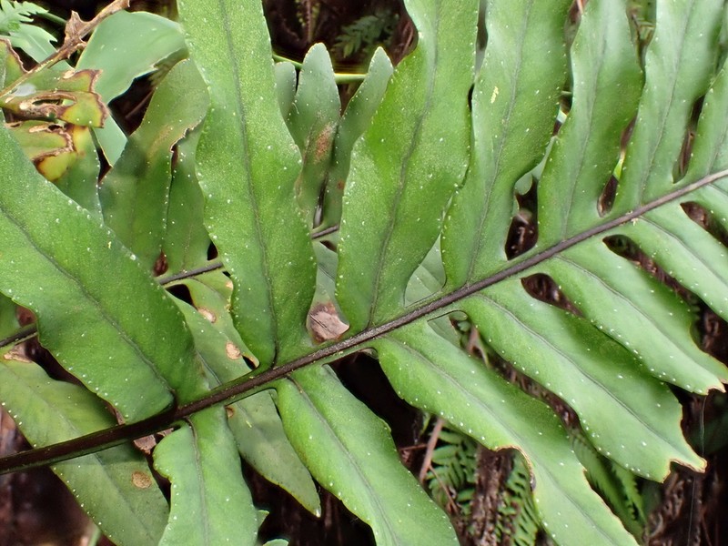 Pleopeltis remota photo 2
