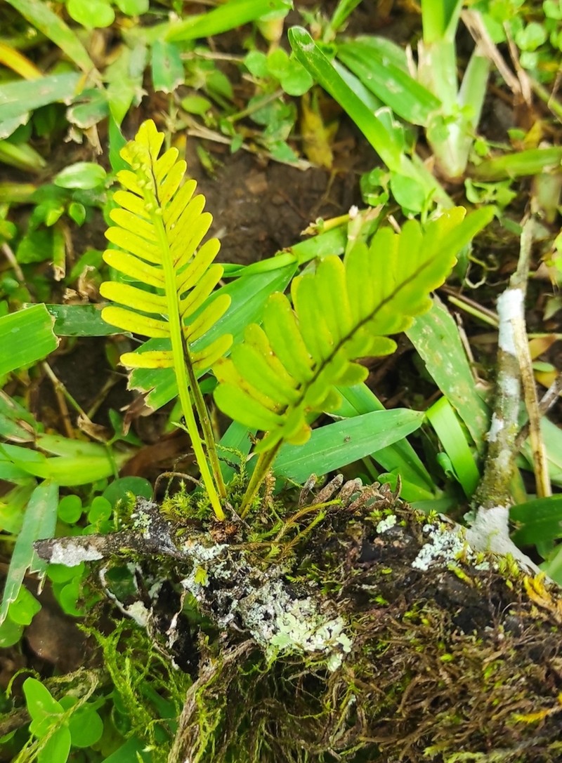 Pleopeltis remota photo 3