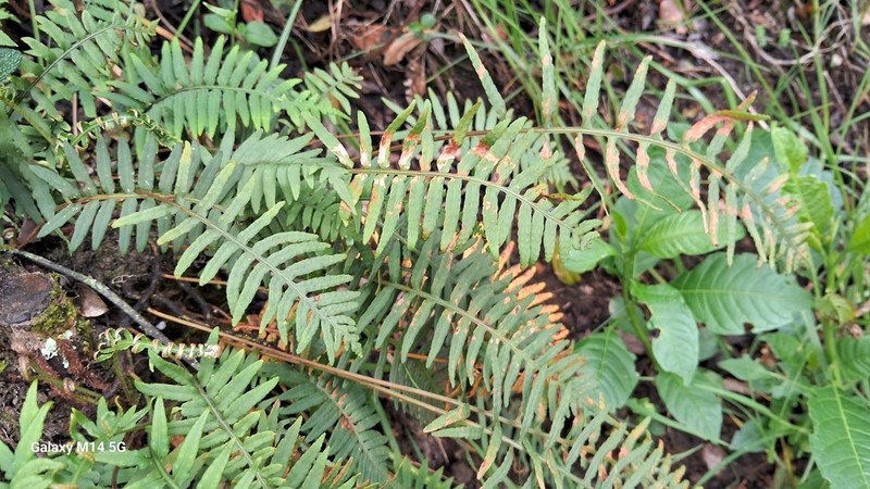Pleopeltis remota photo 6