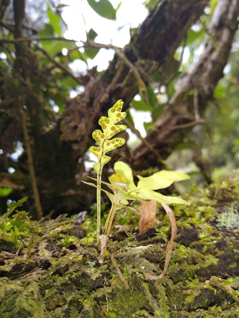 Pleopeltis remota photo 7