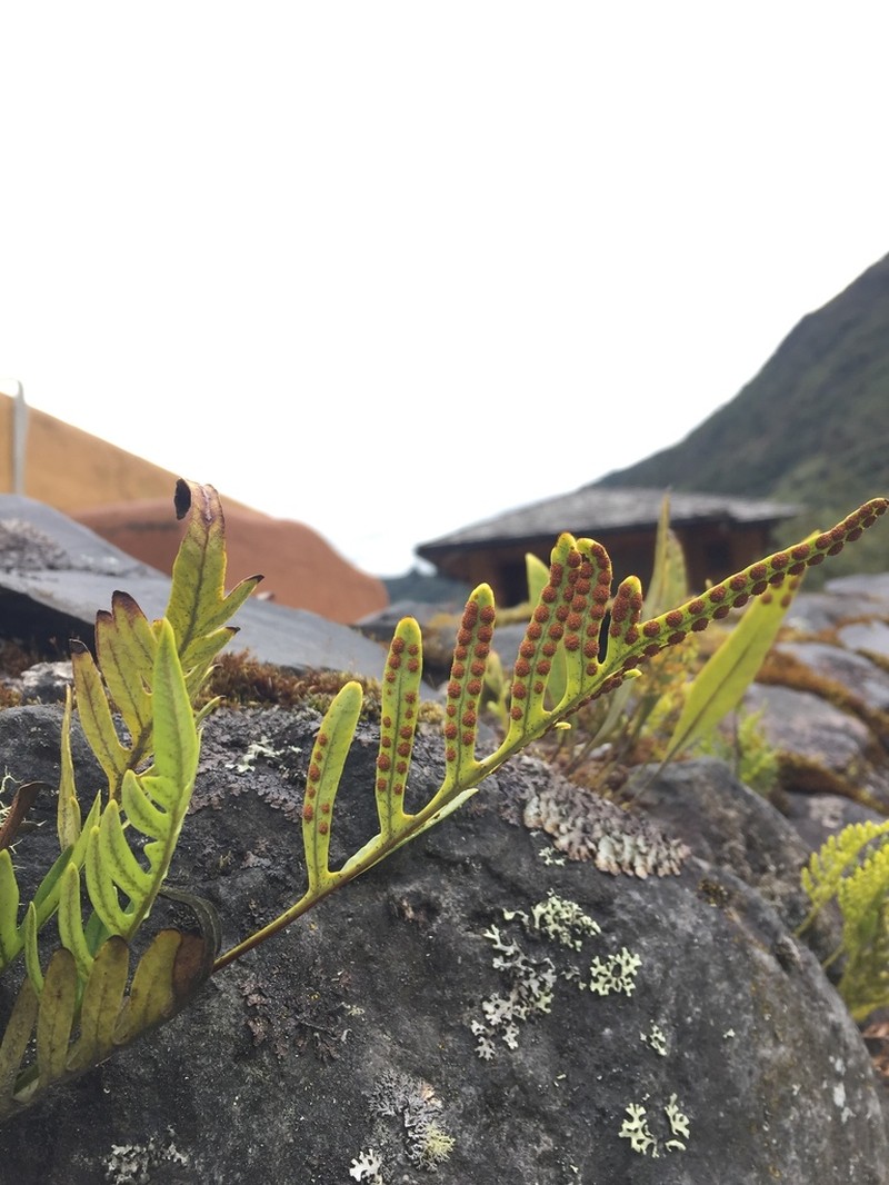 Pleopeltis remota photo 8