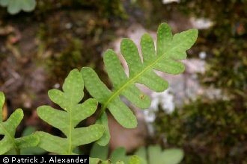 Rio Grande Scaly Polypody