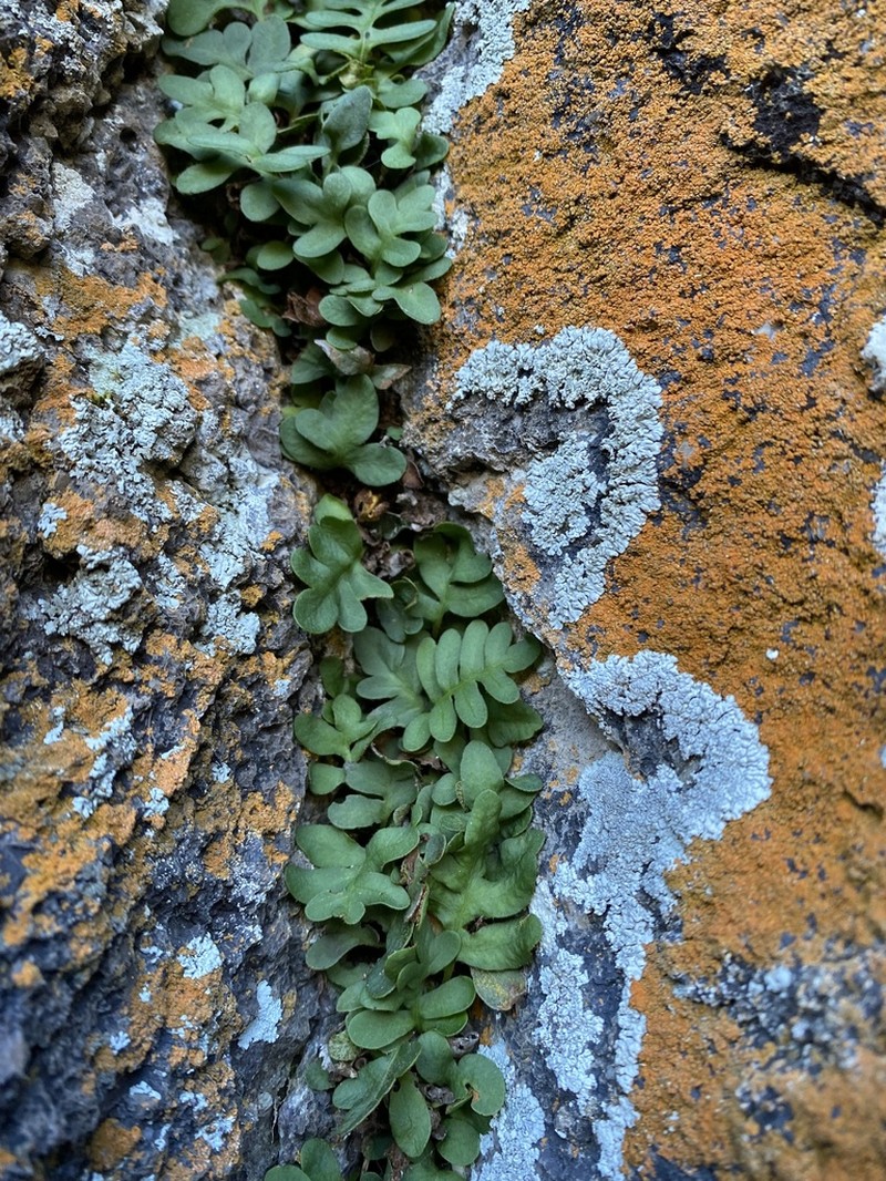 Rio Grande Scaly Polypody photo 2