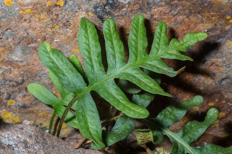 Rio Grande Scaly Polypody photo 3