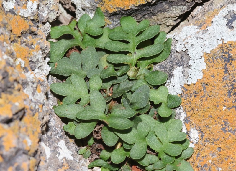 Rio Grande Scaly Polypody photo 4