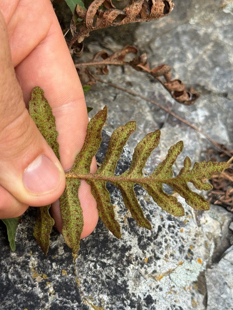 Rio Grande Scaly Polypody photo 5