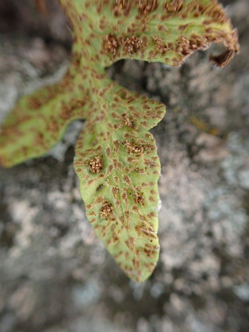 Rio Grande Scaly Polypody photo 7