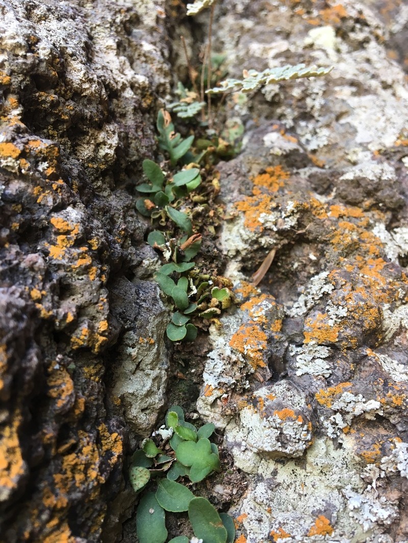 Rio Grande Scaly Polypody photo 8