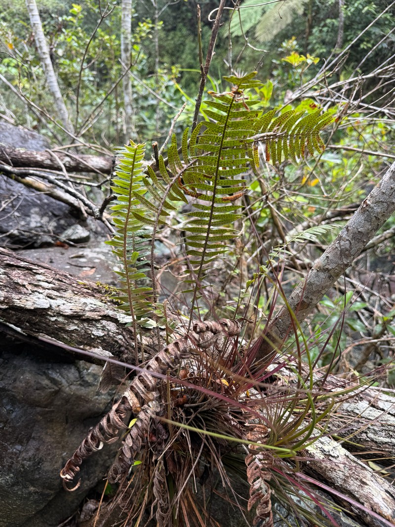 Thickleaf Scaly Polypody