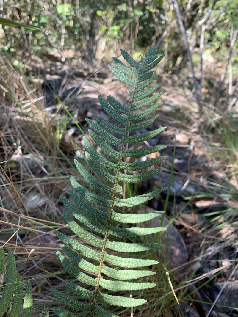 Thickleaf Scaly Polypody photo 2