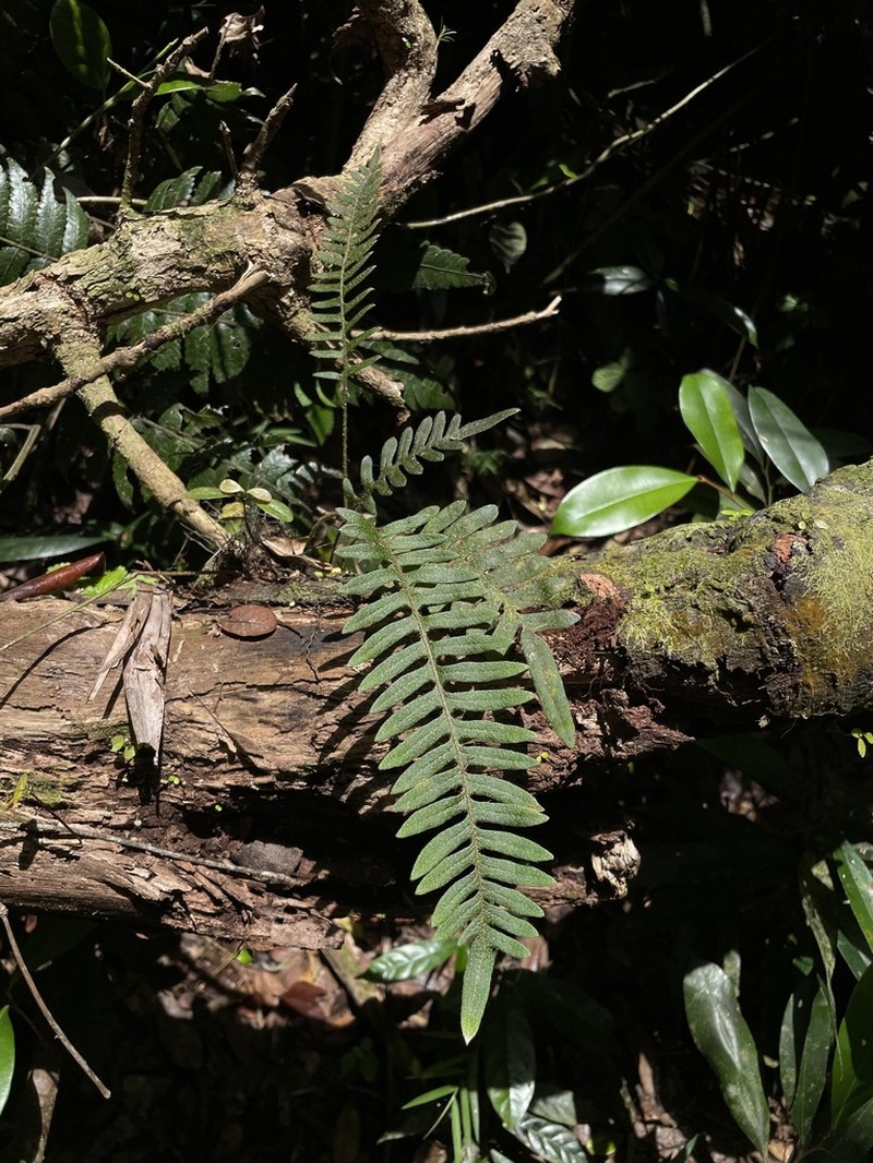 Thickleaf Scaly Polypody photo 3