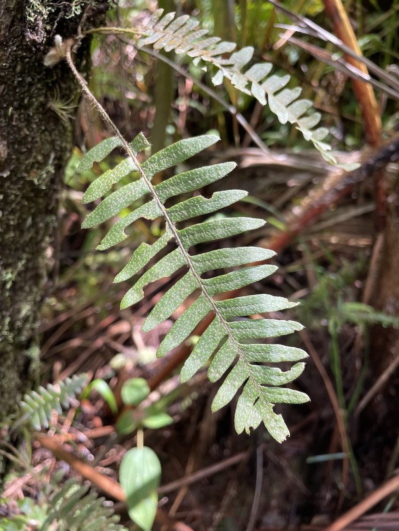 Thickleaf Scaly Polypody photo 4