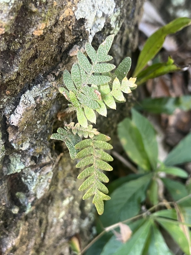 Thickleaf Scaly Polypody photo 5