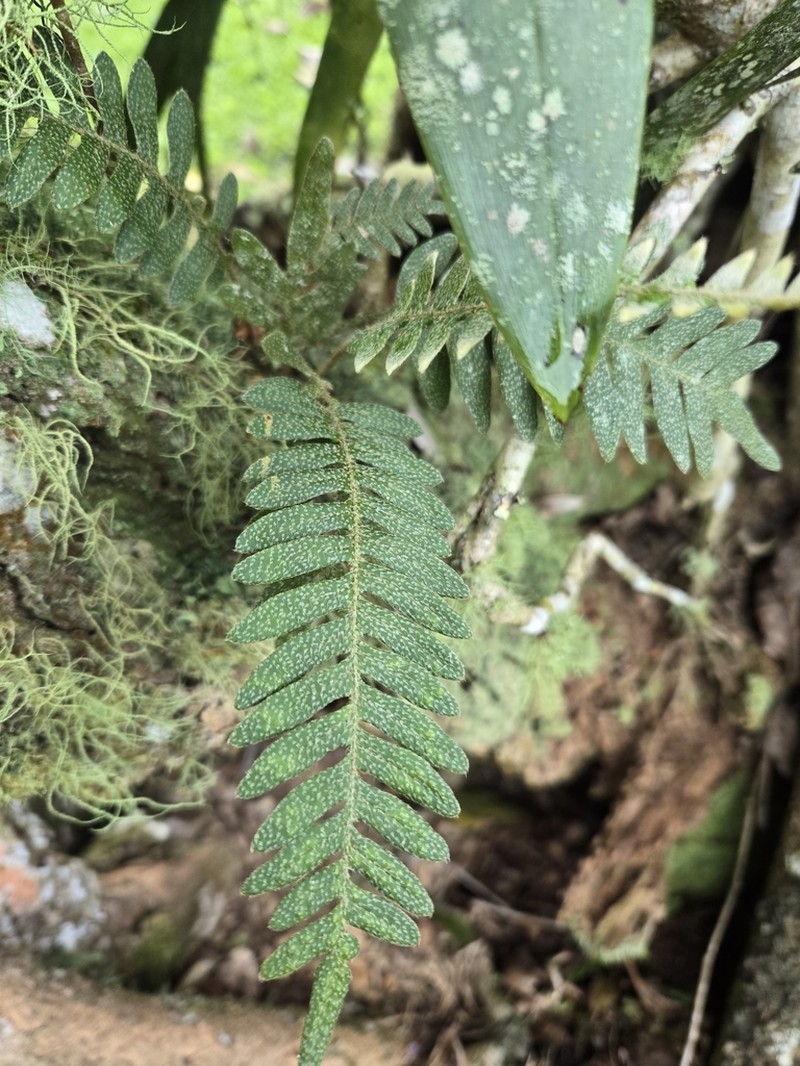 Thickleaf Scaly Polypody photo 6
