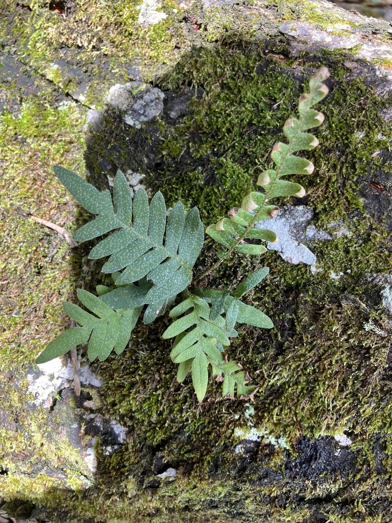 Thickleaf Scaly Polypody photo 7
