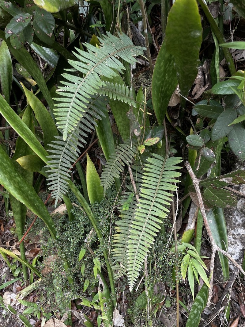 Thickleaf Scaly Polypody photo 8