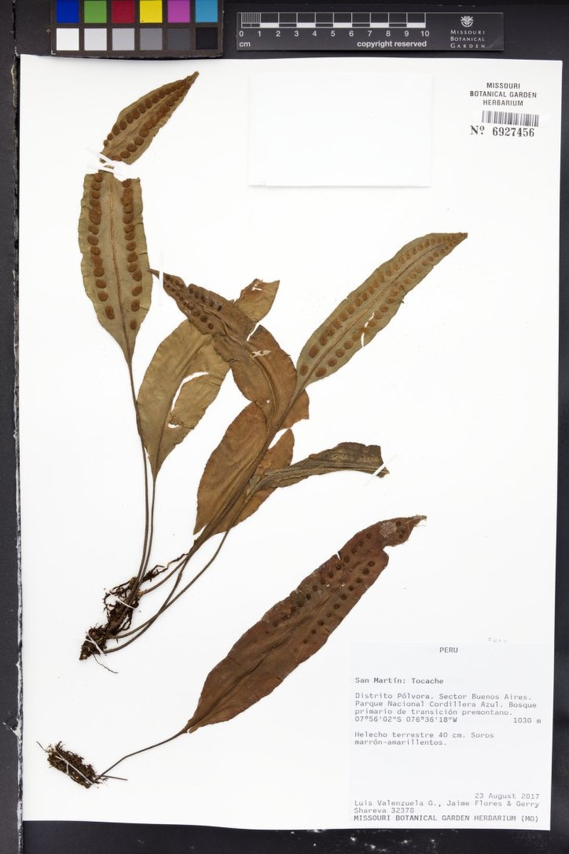 Pleopeltis stolzei