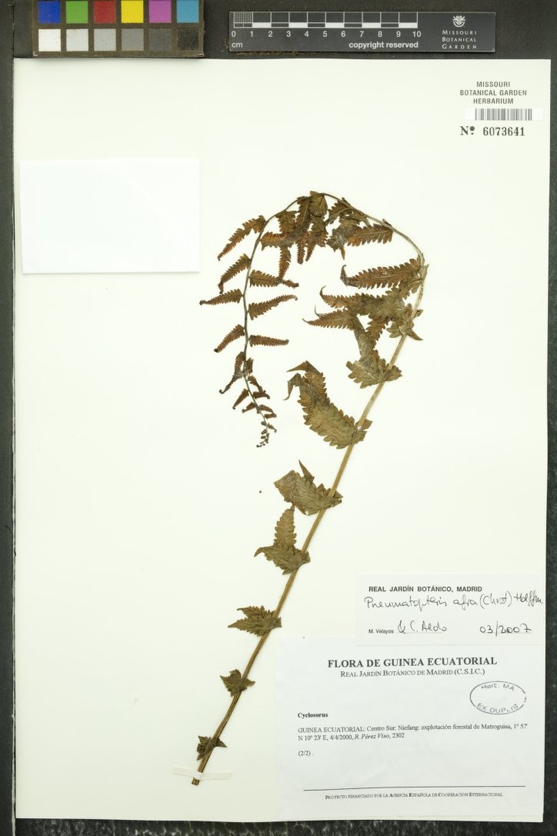 Pleopeltis stolzei photo 3