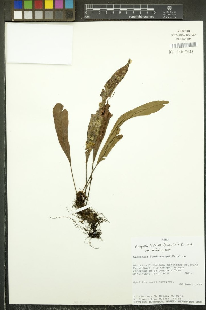 Pleopeltis stolzei photo 4