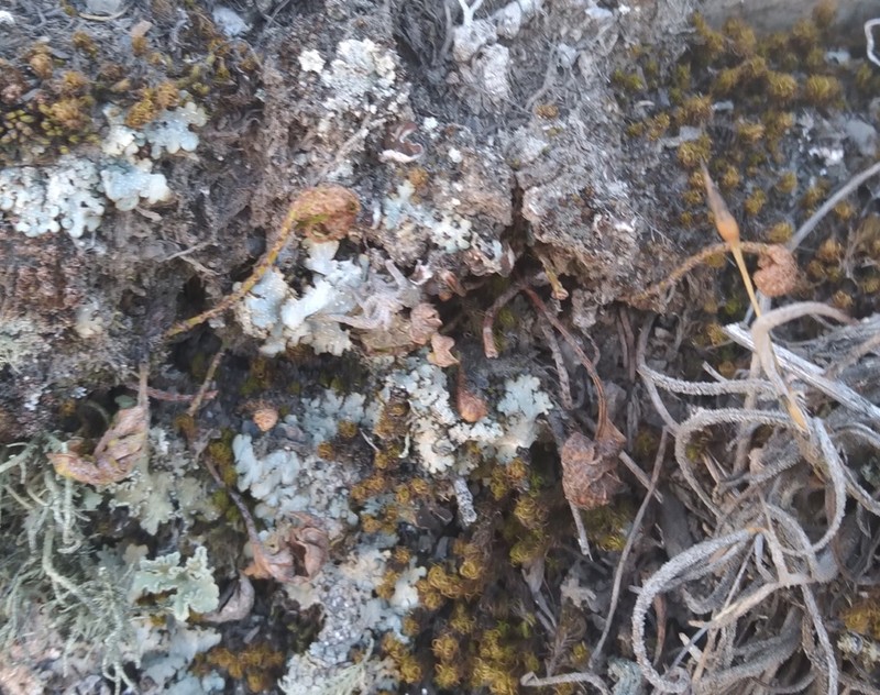 Pleopeltis subvestita