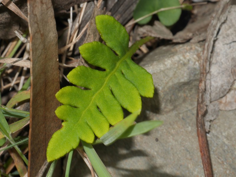 Pleopeltis subvestita photo 8