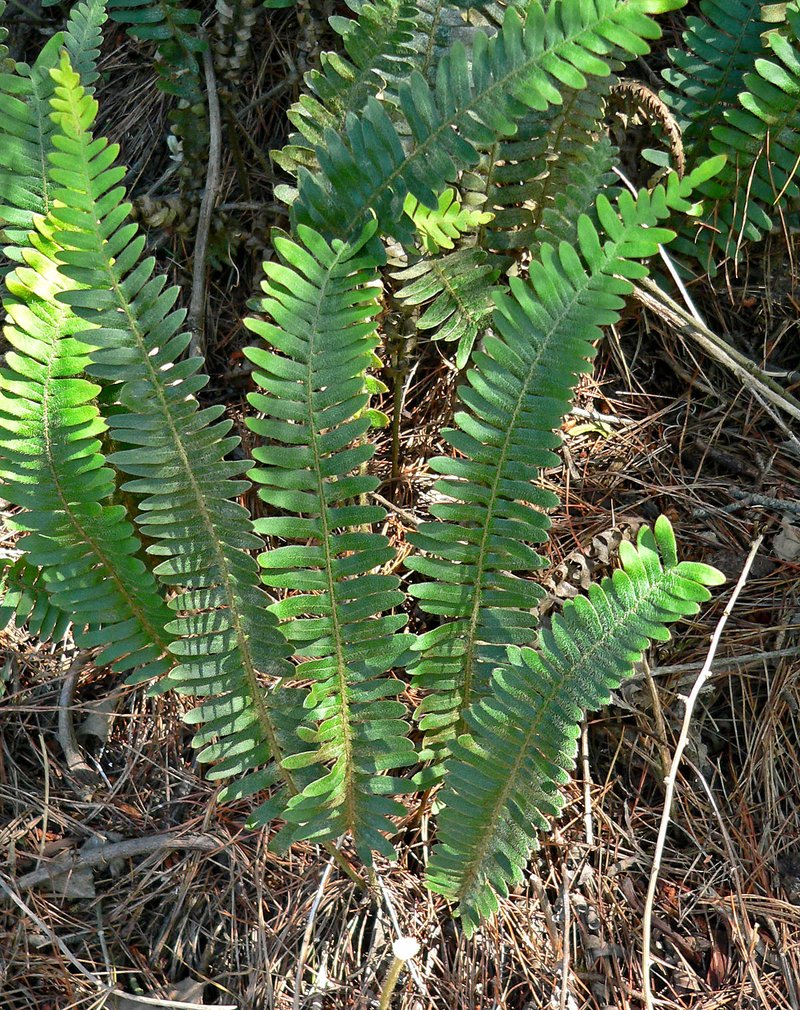 Arizona Scaly Polypody