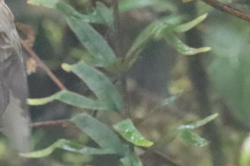 Pleopeltis tridens