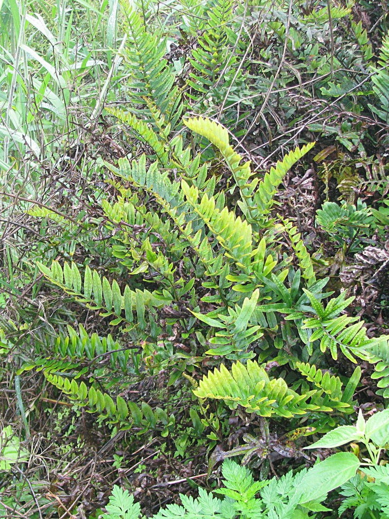 Pleopeltis tridens photo 2
