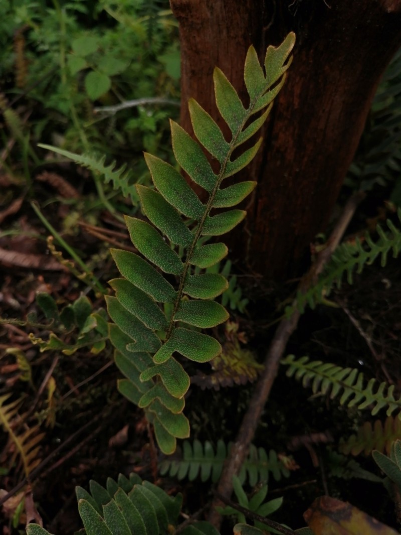 Pleopeltis tridens photo 3