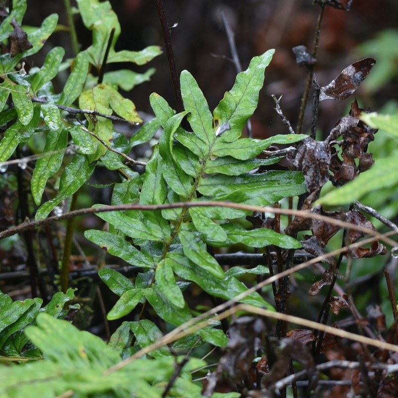Pleopeltis tridens photo 5