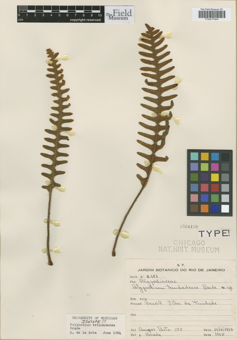 Pleopeltis trindadensis