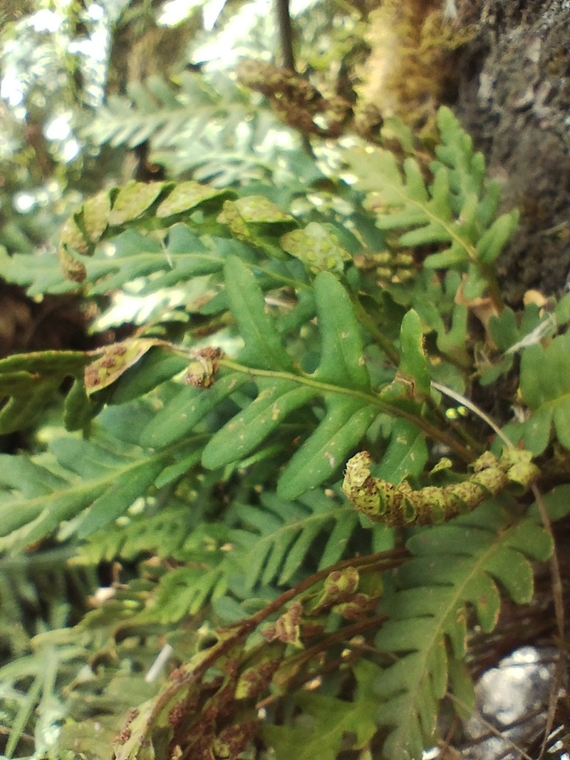 Pleopeltis tweedieana