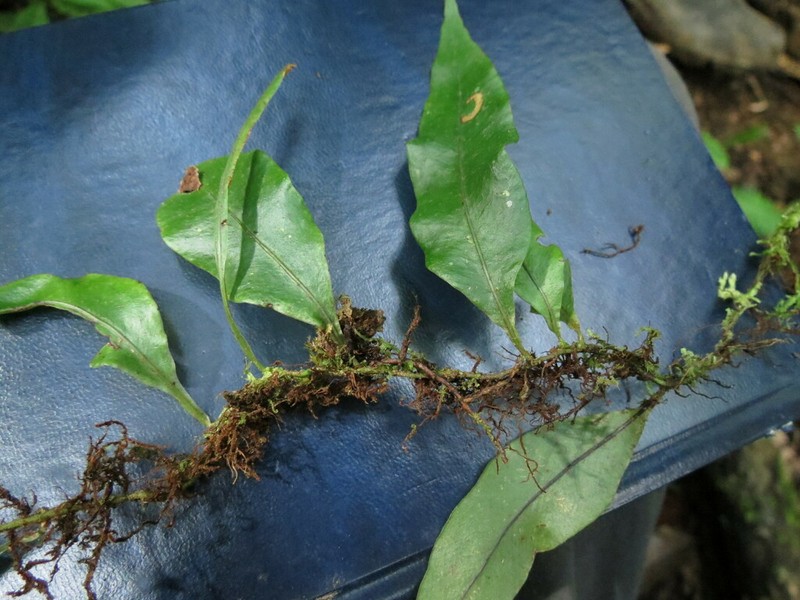 Pleopeltis wiesbaurii photo 2