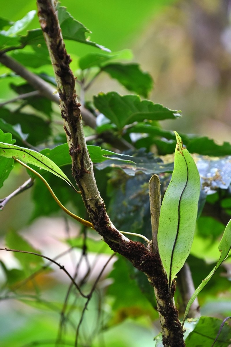 Pleopeltis wiesbaurii photo 3
