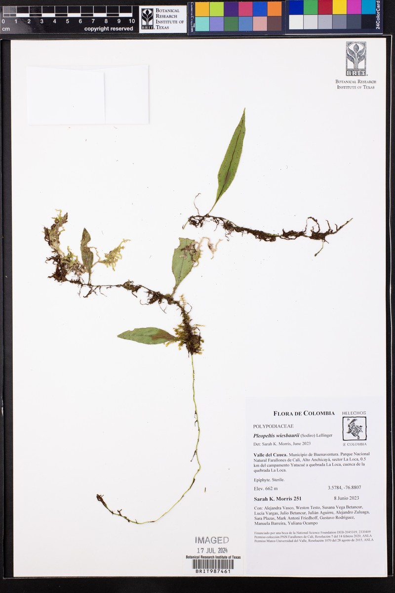 Pleopeltis wiesbaurii photo 4