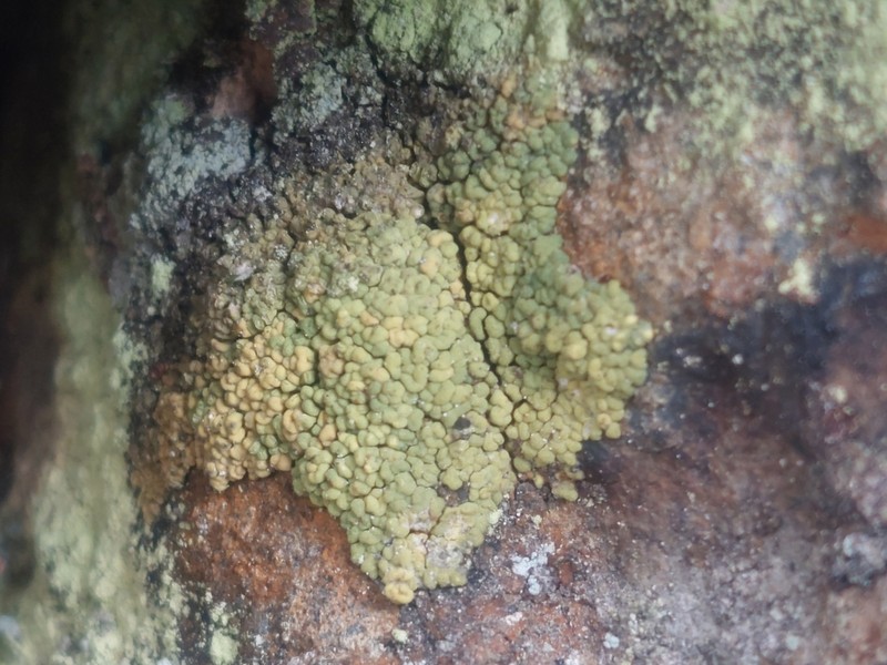 Pleopsidium chlorophanum photo 2