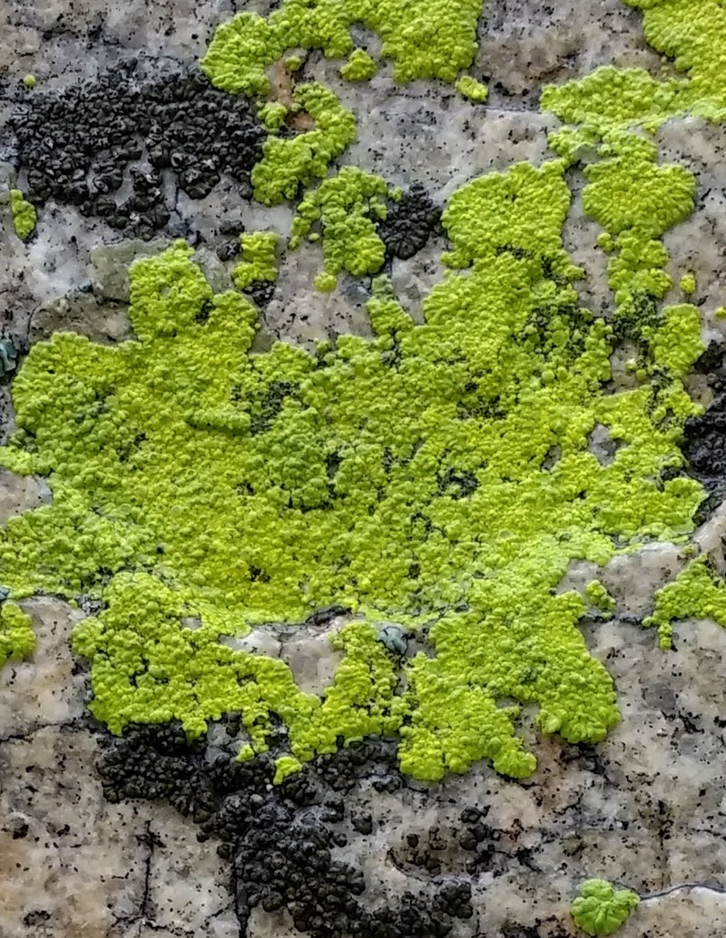 Pleopsidium chlorophanum photo 3