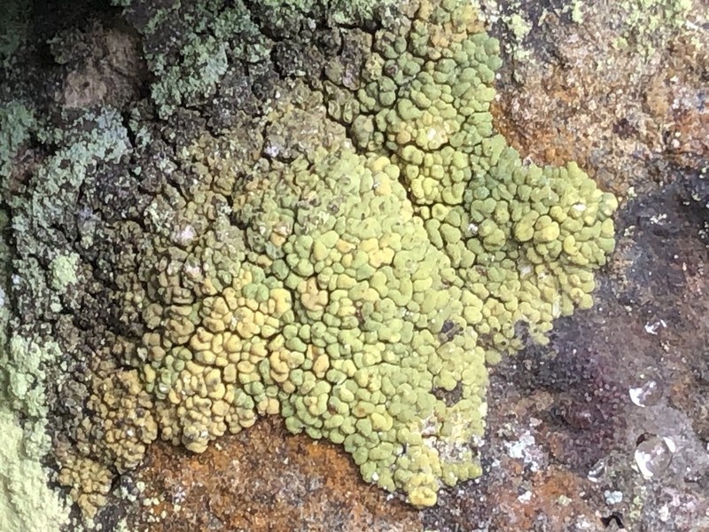 Pleopsidium chlorophanum photo 4