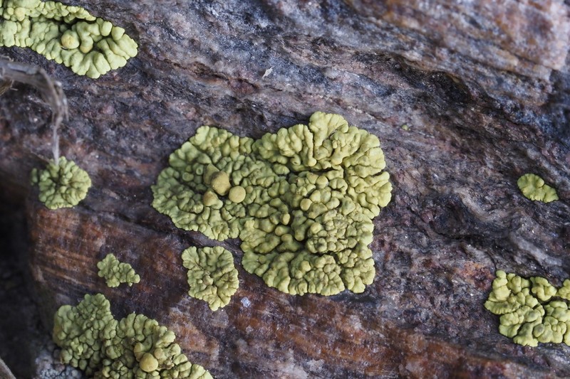 Pleopsidium chlorophanum photo 5