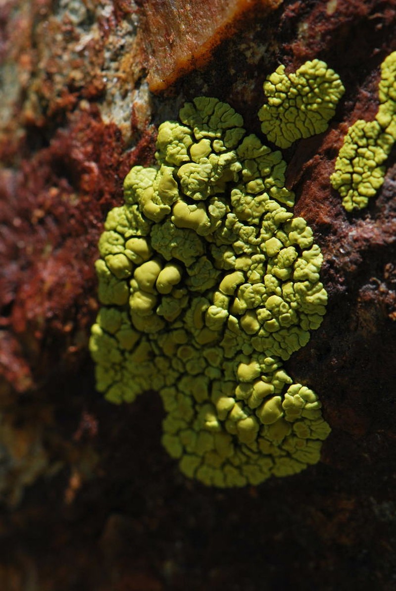 Pleopsidium chlorophanum photo 6