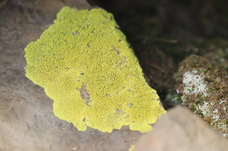 Pleopsidium chlorophanum photo 7