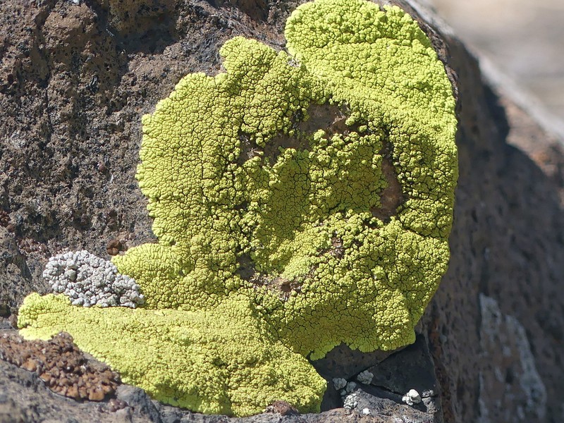 Pleopsidium flavum
