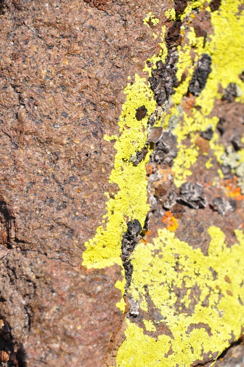 Pleopsidium flavum photo 2